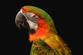 Macaw parrot isolated