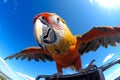macaw parrot looking camera below angle Royalty Free Stock Photo