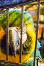 Macaw parrot looking at camera, Greece Royalty Free Stock Photo