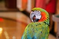 macaw parrot looking the camera and posing Royalty Free Stock Photo