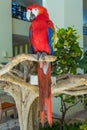 Macaw Parrot on one branch. Mexico Royalty Free Stock Photo