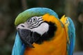 Macaw Parrot Portrait Royalty Free Stock Photo