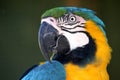 Macaw Parrot Portrait Royalty Free Stock Photo