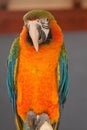 Macaw parrot portrait