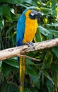 Macaw Parrot, Psittacidae Orthopsittaca, perched on a branch.