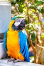 Macaw Parrot on Sale at Yuen Po Street Bird Garden in Kowloon, Hong Kong