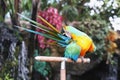 Macaw parrot is scratching his tail. Parrot is tilted to the tail. Royalty Free Stock Photo