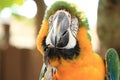 Macaw Parrot Scratching its face outdoors Royalty Free Stock Photo