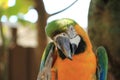 Macaw Parrot Scratching its face outdoors Royalty Free Stock Photo