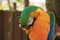 Macaw Parrot Scratching its leg outdoors Royalty Free Stock Photo