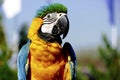 Macaw parrot