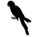 Macaw a parrot silhouette araruna Vector illustration Royalty Free Stock Photo