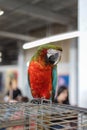 Macaw parrot sits on a cage and looks into the camera in a contacting zoo. Playful and affectionate, Intelligent and social bird a