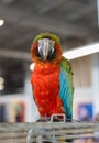 Macaw parrot sits on a cage and looks into the camera in a contacting zoo. Playful and affectionate, Intelligent and social bird a