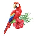 Macaw parrot. Tropical watercolor colorful bird, flowers and leaves. set with exotic plants isolated on white background Royalty Free Stock Photo