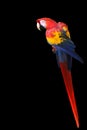 Macaw Parrot Vertical with Copy Space Royalty Free Stock Photo