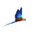 Macaw Parrot on white background