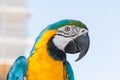 MACAW PARROT Royalty Free Stock Photo