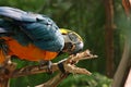 Macaw or parrot with yellow blue feathers Royalty Free Stock Photo