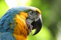 Macaw or parrot with yellow and blue feathers Royalty Free Stock Photo