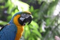 Macaw or parrot with yellow and blue feathers Royalty Free Stock Photo