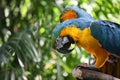 Macaw parrot with yellow and blue feathers