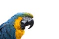 Macaw or parrot with yellow and blue feathers