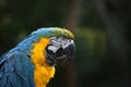 Macaw or parrot with yellow and blue feathers Royalty Free Stock Photo