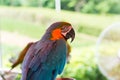 Macaw parrot with yellow and blue feathers Royalty Free Stock Photo