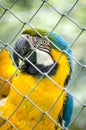 Macaw Parrot Yellow Green Blue Bird Eye Portrait Vertical Royalty Free Stock Photo