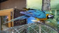 Macaw parrot in the zoo sitting on a cage.