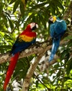 Macaw parrots