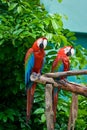 Macaw parrots