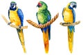 macaw parrots, birds on an isolated white background, watercolor illustration, hand drawing