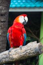 A Macaw parrots on the branch in the zoo.