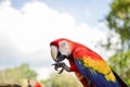 Macaw parrots seen at the archaeological site of Copan Ruins in Honduras