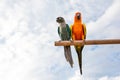 Macaw parrots on dried tree branch with blue sky Royalty Free Stock Photo