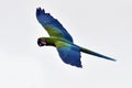 Macaw parrots during a flight Royalty Free Stock Photo
