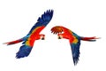 Macaw parrots isolated in white background.