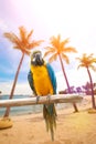 Macaw perched on a wooden post enjoying the warmth of the evening sun by the beach