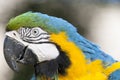 Macaw portrait