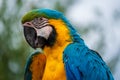 Macaw posing