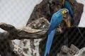 Macaw-Psittacidae Royalty Free Stock Photo