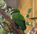 Macaw Or Psittacidae Species Royalty Free Stock Photo