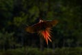 Macaw rare form Ara macao x Ara ambigua, in tropical forest, Costa Rica. Red hybrid fly parrot in forest. Wildlife in tropic