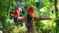 Macaw red in Mexico