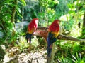 Macaw red in Mexico