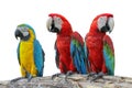 Macaw red and yellow or parrot beautiful on dry branch isolated