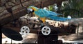 Macaw riding a bicycle