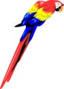 Macaw